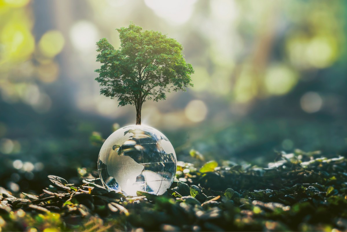 Glass globe ball with tree growing and green nature blur background. 