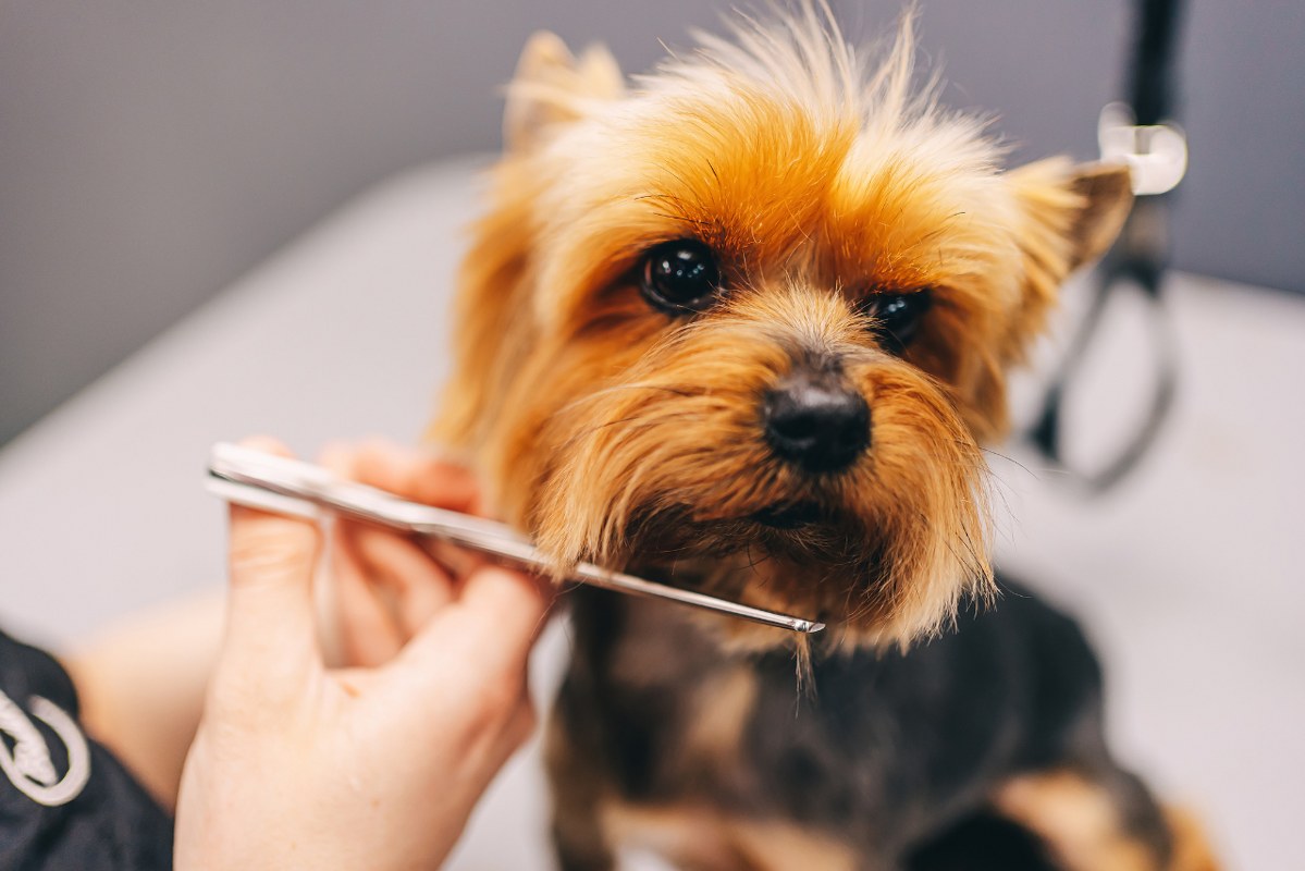 Groomer Grooming a Dog in a Pet Salon.
