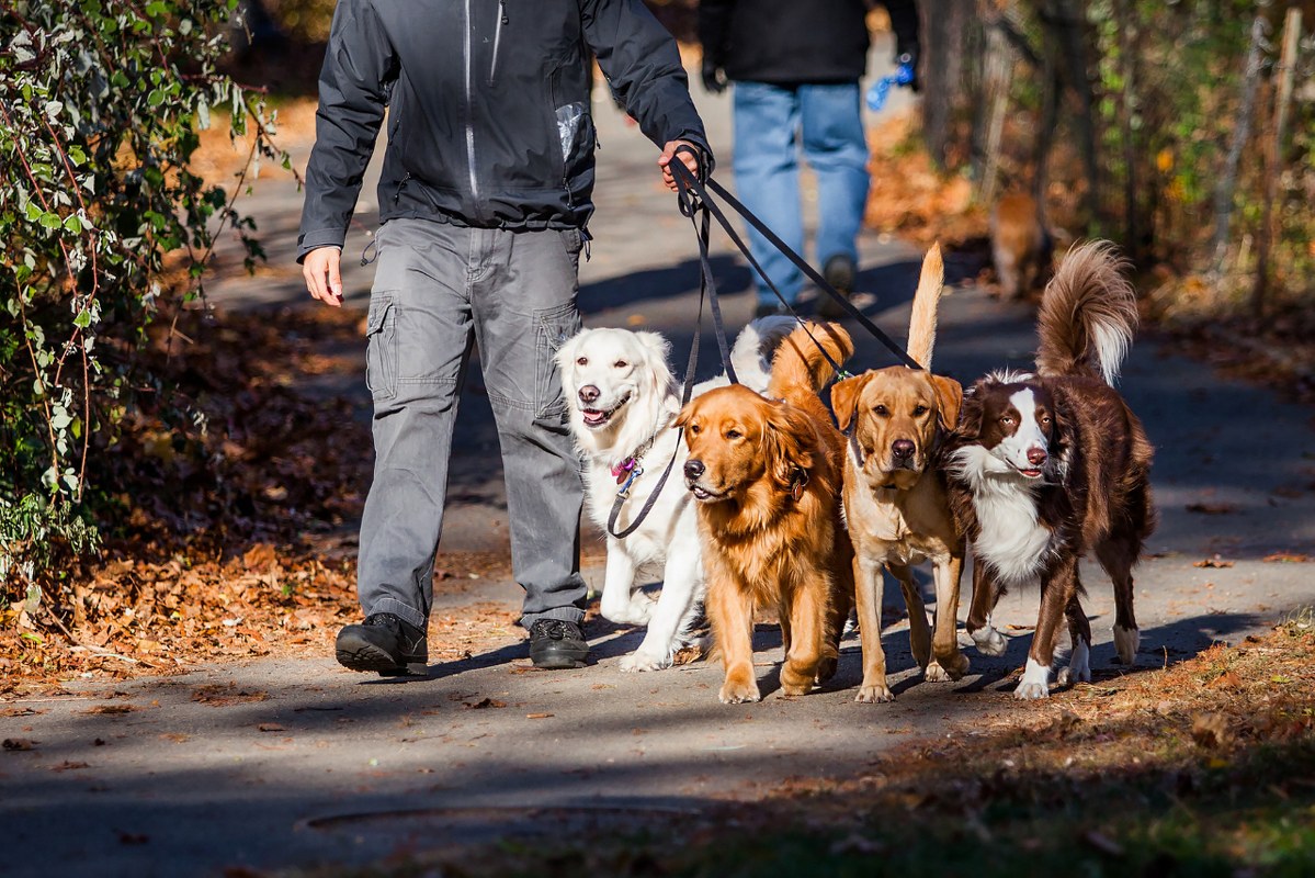 Man walks multiple dogs at the park.
