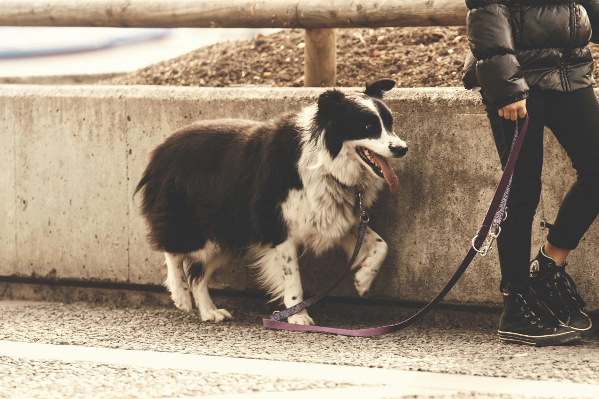 Person walking a dog.