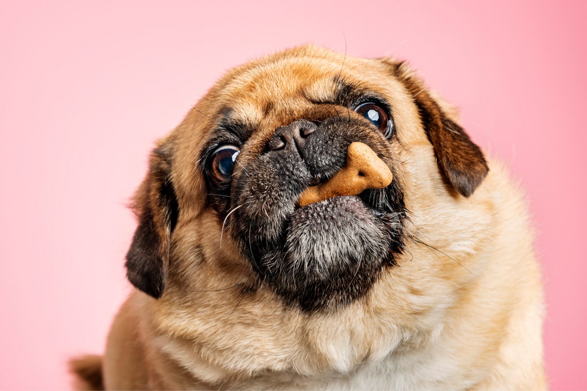 Pug Eating a Dog Treat.