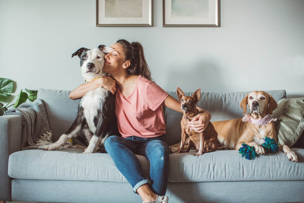 Woman dog sitting three dogs while on coach.