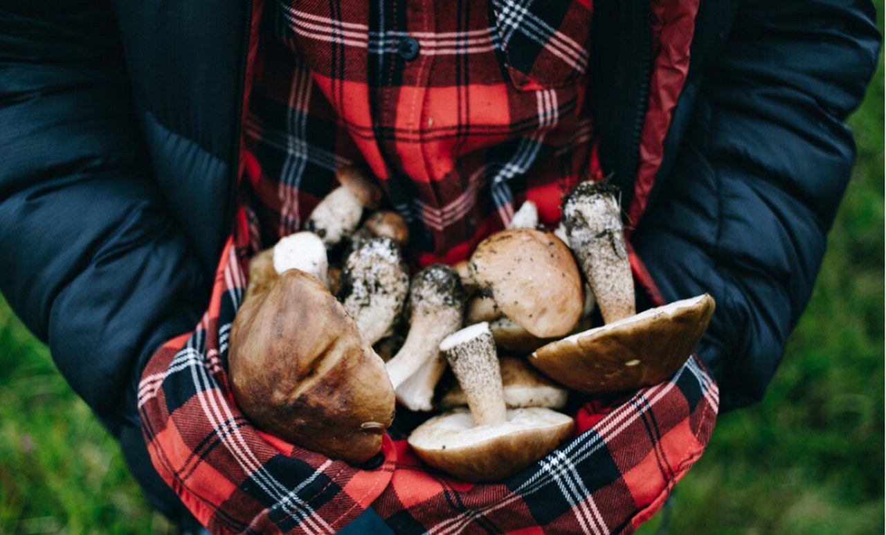 A mushroom farmer.