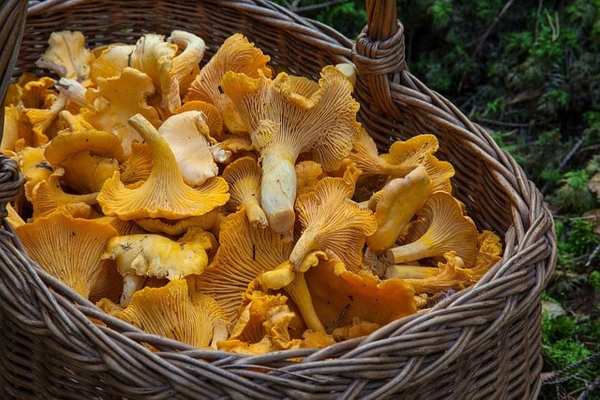 Chanterelle mushrooms in a basket.