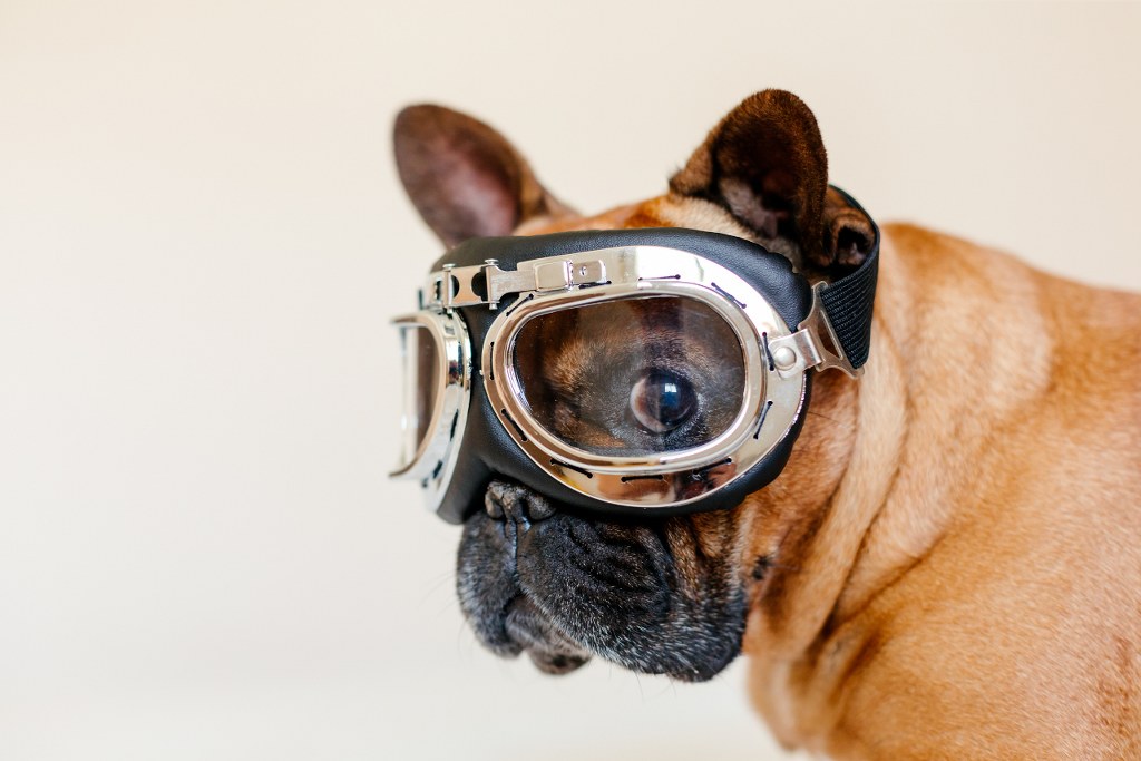 French Bulldog Wearing Aviator Goggles.