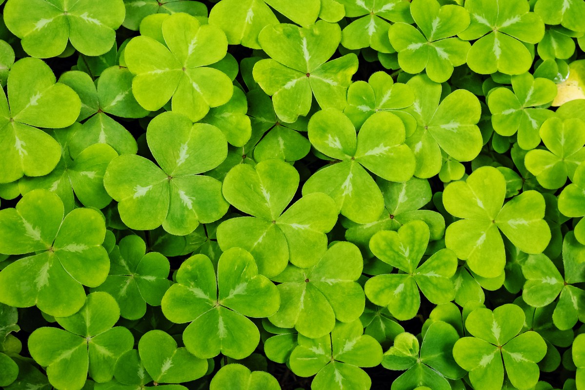Green clovers, shamrock, St. Patricks Day background.