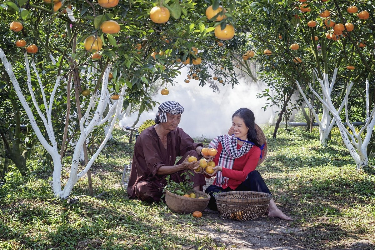 Harvesting tangerines in an orchard ready for the market.