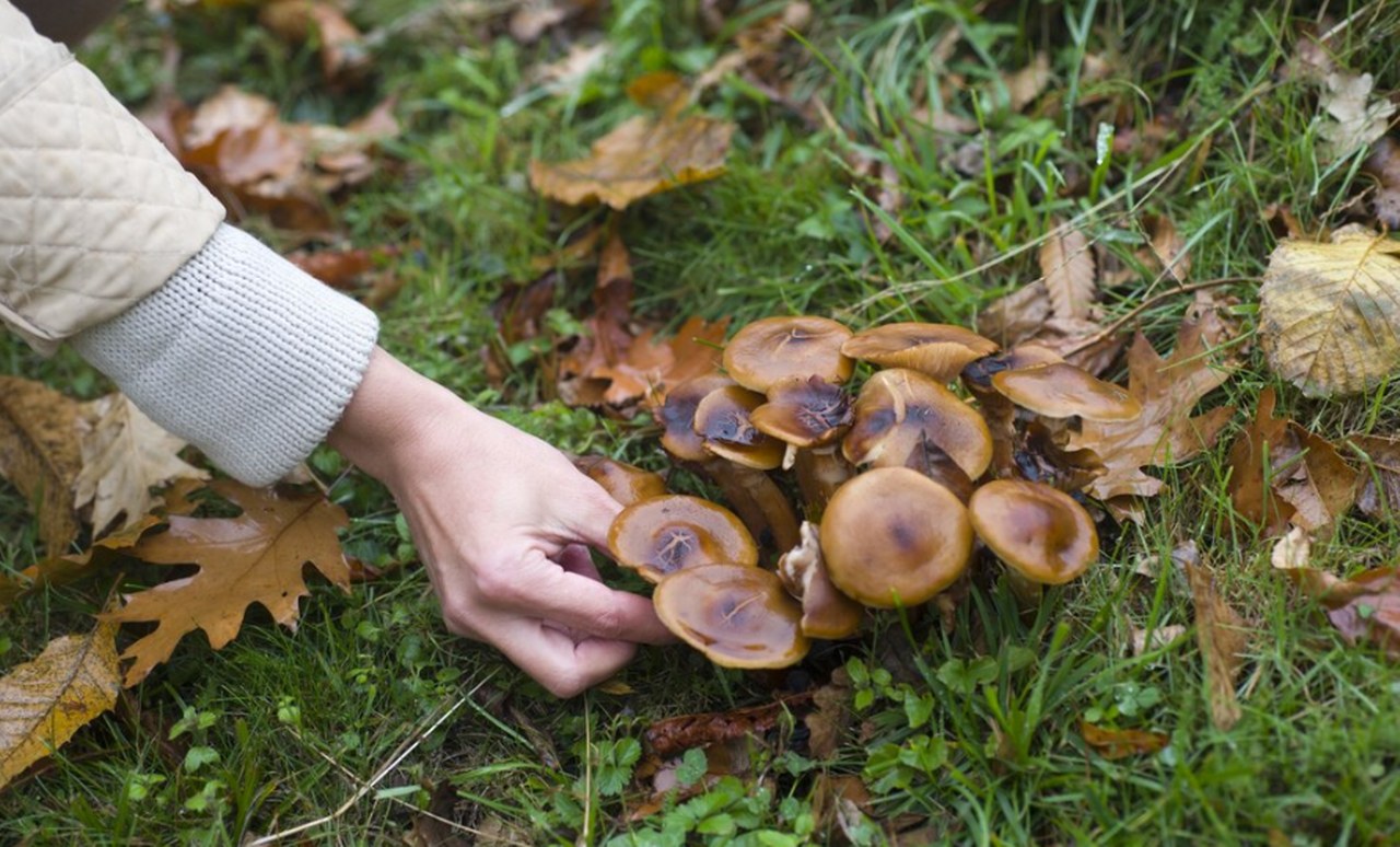 Mushroom harvesting.