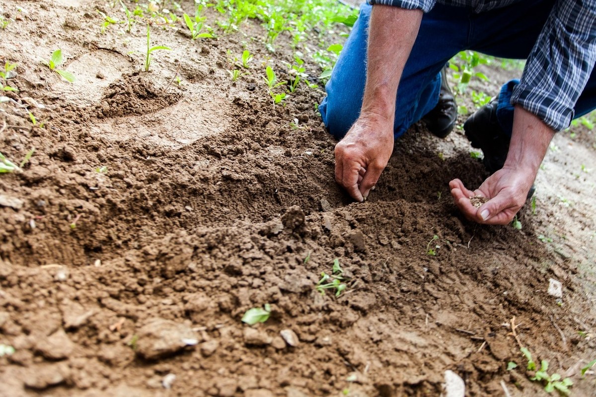 Planting seeds in soil.