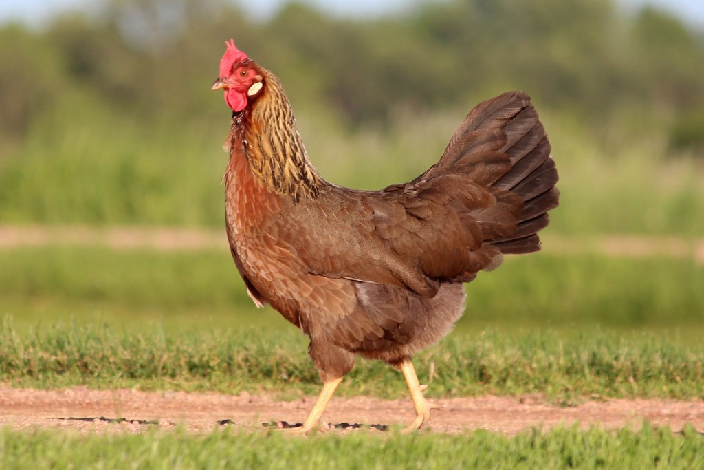 Red hen walking.
