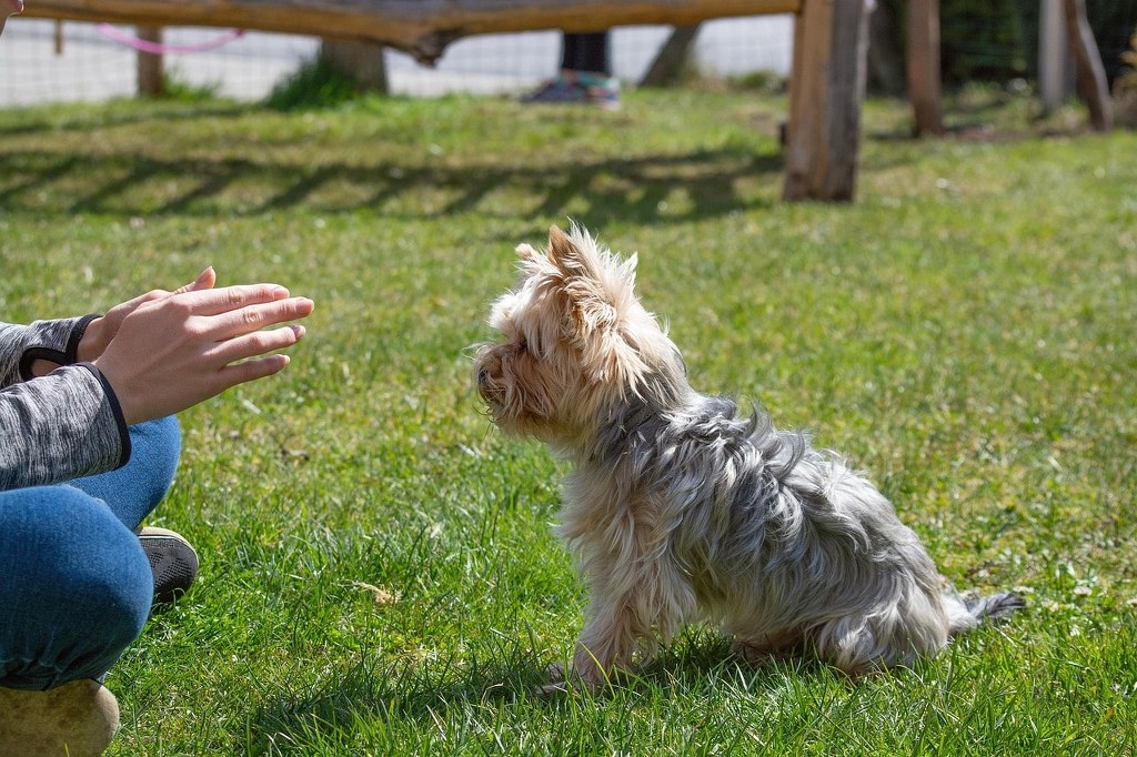 A dog trainer sitted with a dog.