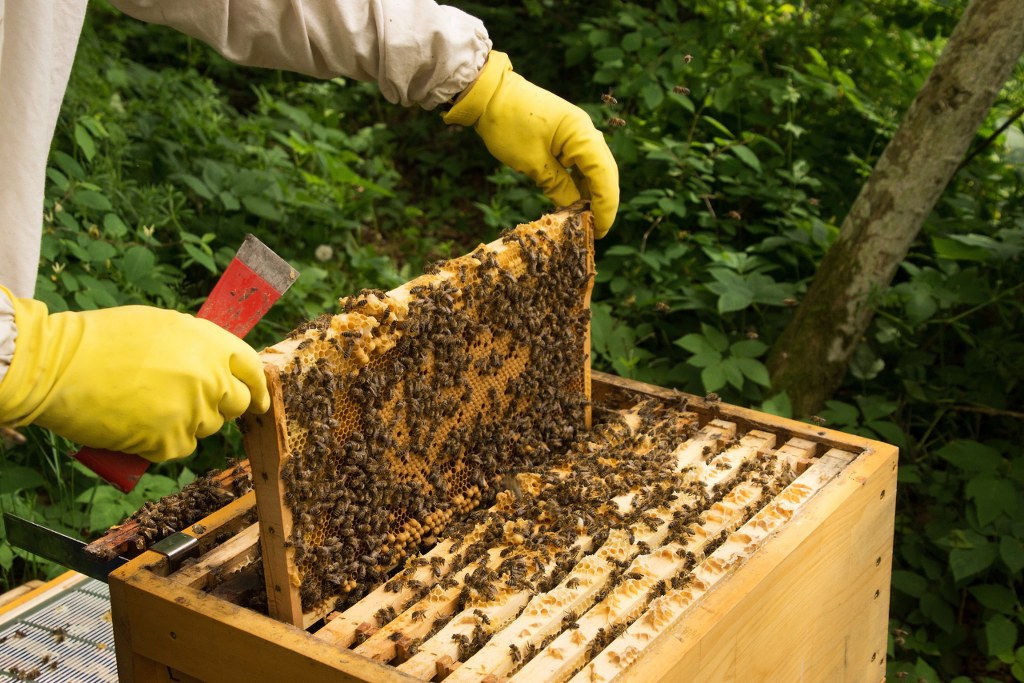 Beekeeper.