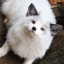 Furrious Fox
